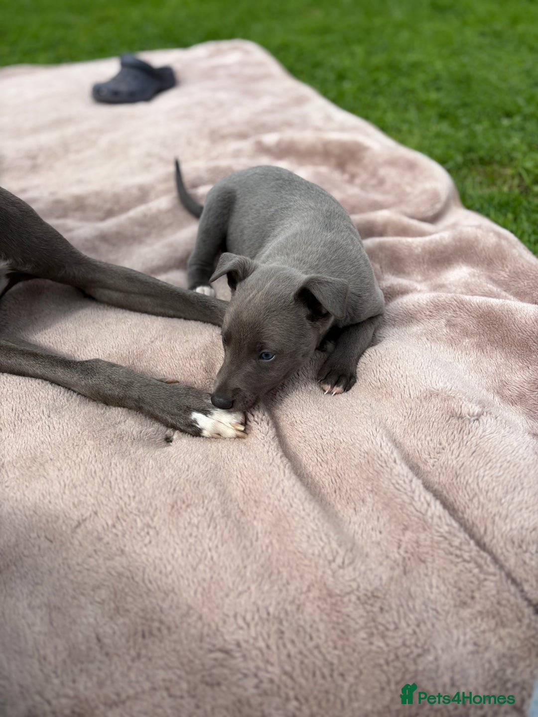 Whippet dogs for sale: Blue Whippet Puppy - Image 6