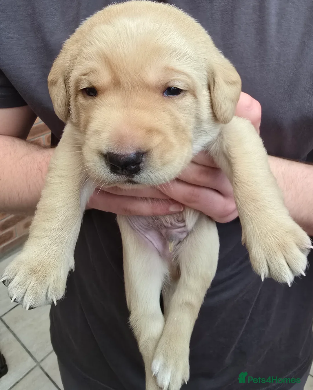 Labrador Retriever dogs for sale: 8 labrador pups bred for health and temperament! - Advert 10