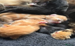 Mixed Breed cats for sale: Kittens for Sale - Image 6