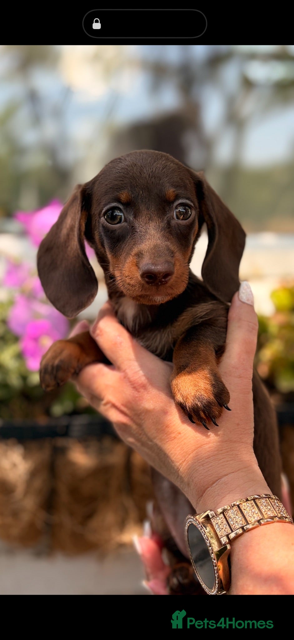 Dachshund dogs Miniature dachshund puppies for sale  - Advert 9