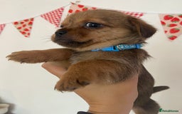 Mixed Breed dogs for sale: Shitzu x Jack Russell puppies  - Image 4