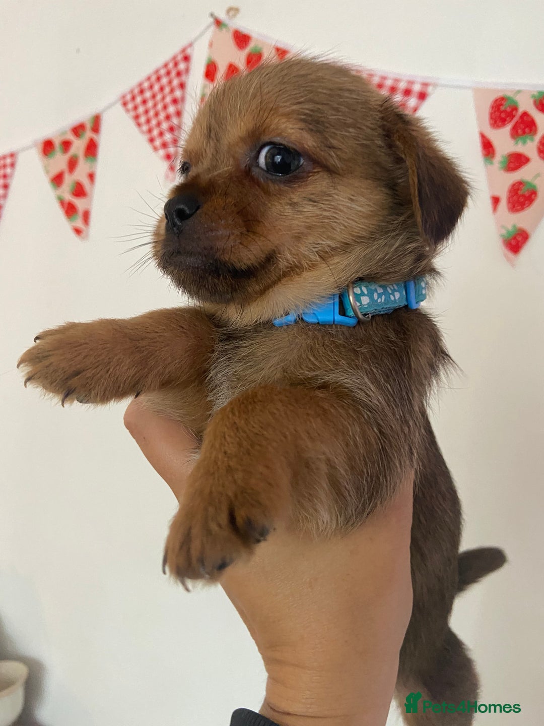 Mixed Breed dogs for sale: Shitzu x Jack Russell puppies  - Image 4