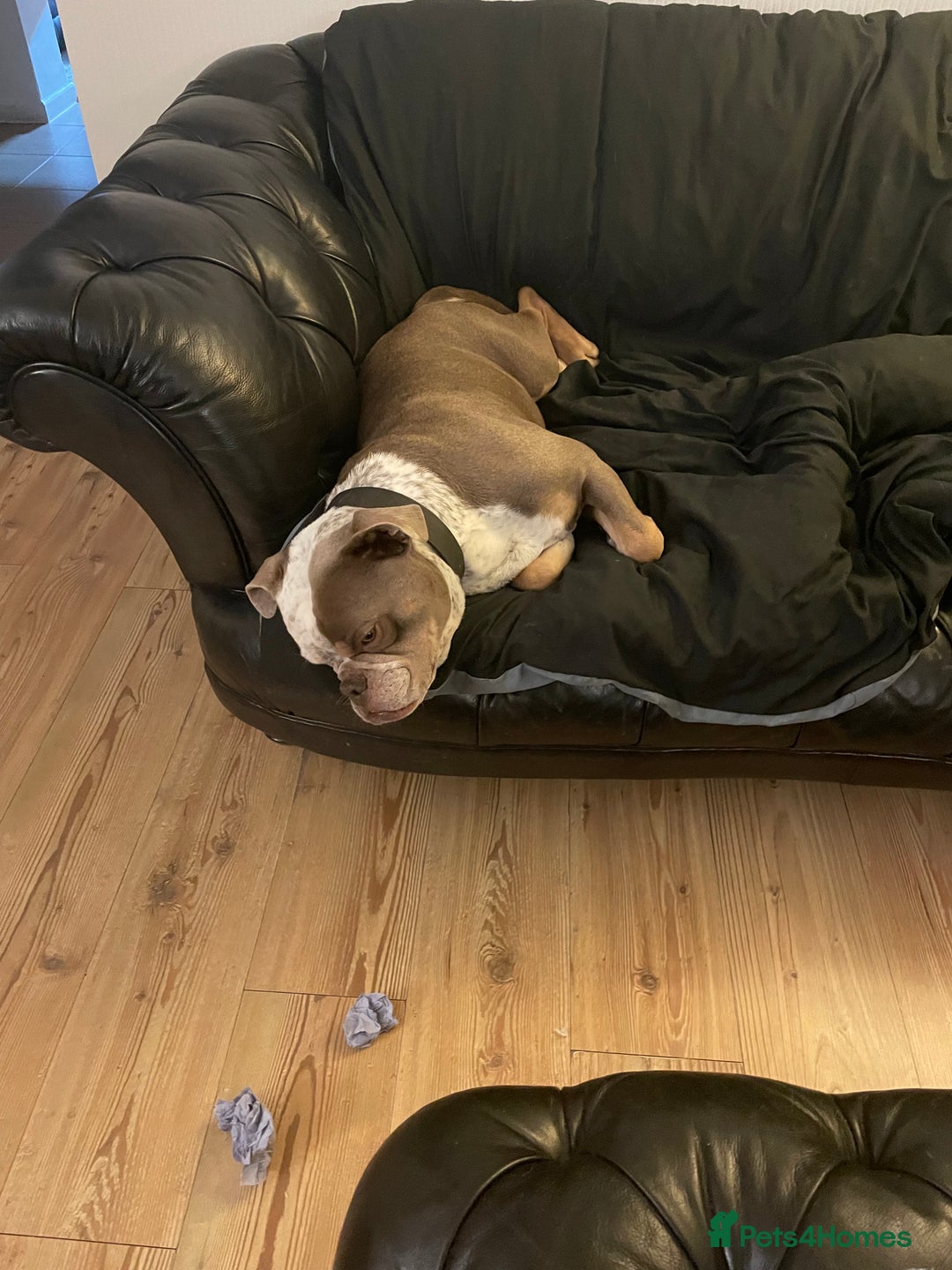 Dorset Olde Tyme Bulldogge dogs for stud: Brock - Image 26