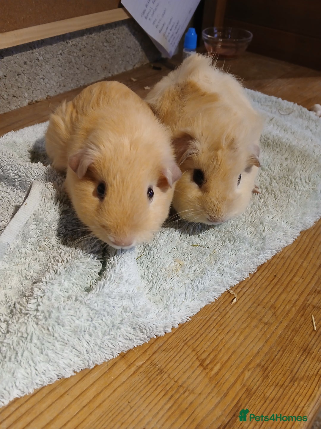 Guinea Pig rodents for sale: 2 male guinea pigs - Advert 1