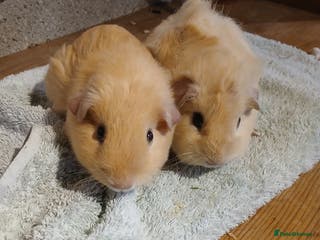 Guinea Pig rodents 2 male guinea pigs - Advert 1