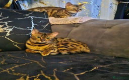 Bengal cats for sale: Bengal  in Forfar - Image 2