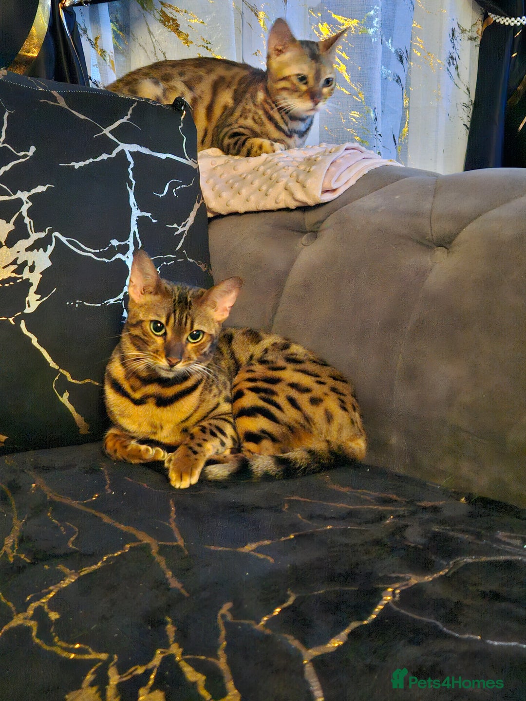 Bengal cats for sale: Bengal  in Forfar - Image 2