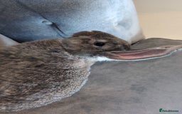 Flemish rabbits for sale: Giant flemish rabbit free to good home  - Image 1