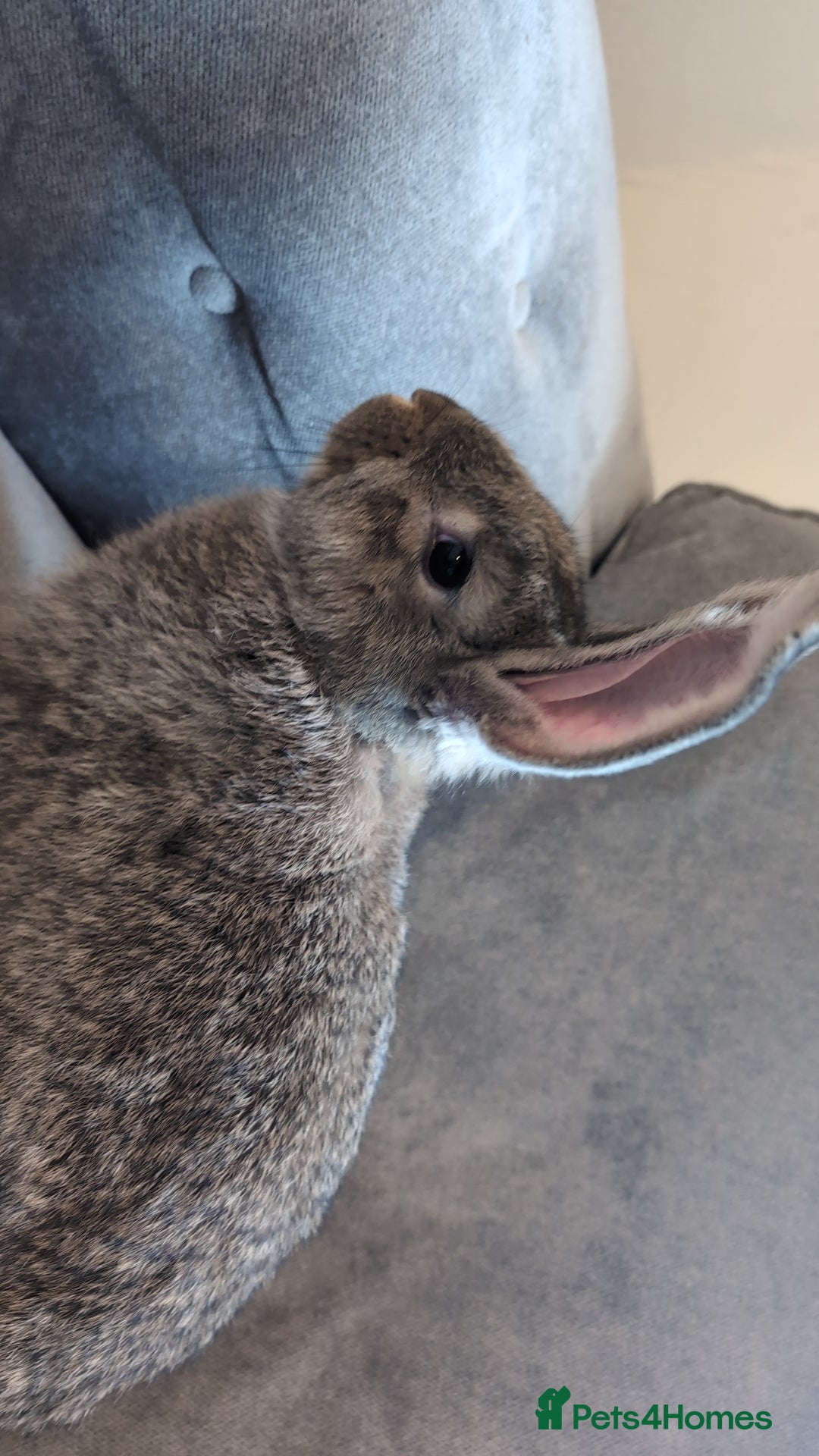 Flemish rabbits for sale: Giant flemish rabbit free to good home  - Image 1