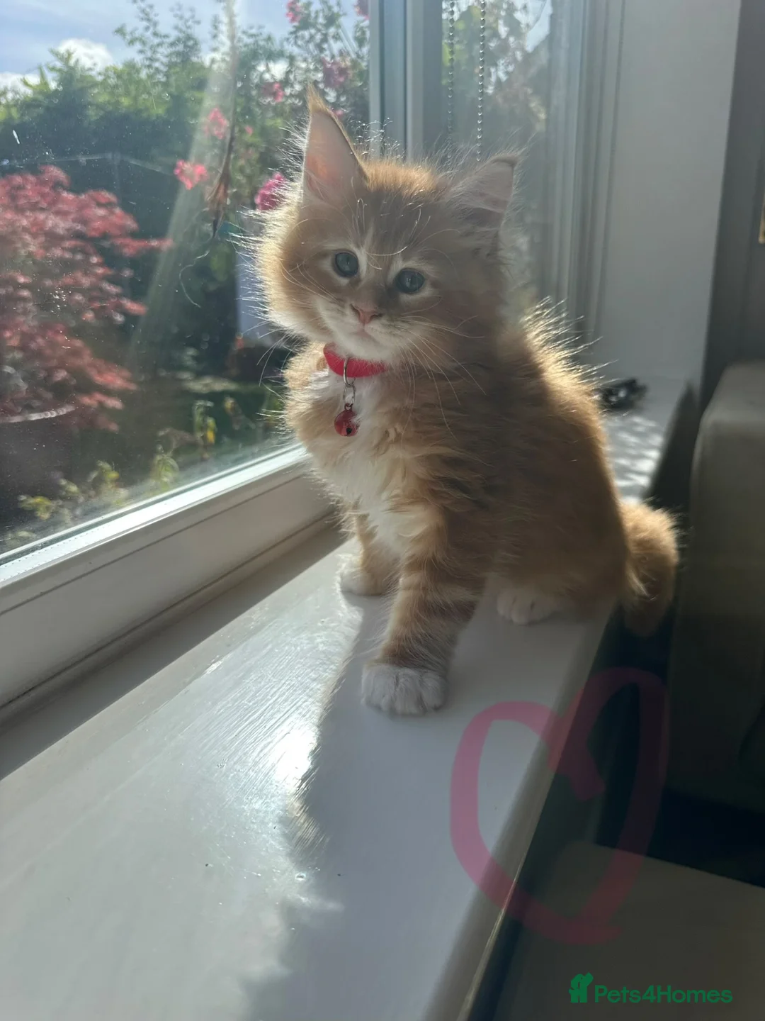 Maine Coon cats for sale: Maine Coon Kittens, beautiful colours - 8 wks in Stratford-upon-Avon - Advert 7