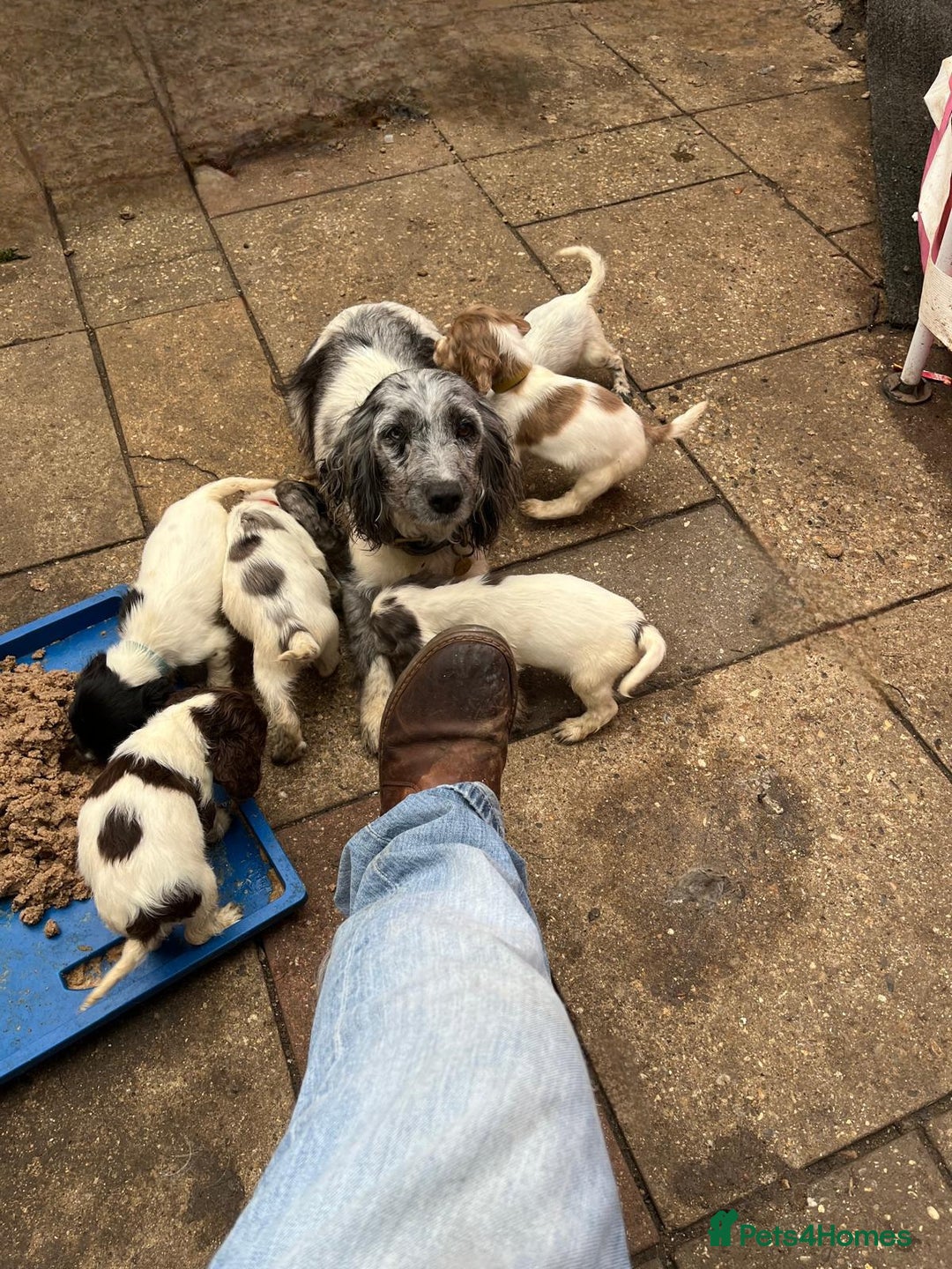 Cocker Spaniel dogs for sale: Beautiful Mixed Colour Cocker Spaniel Puppies - Image 9