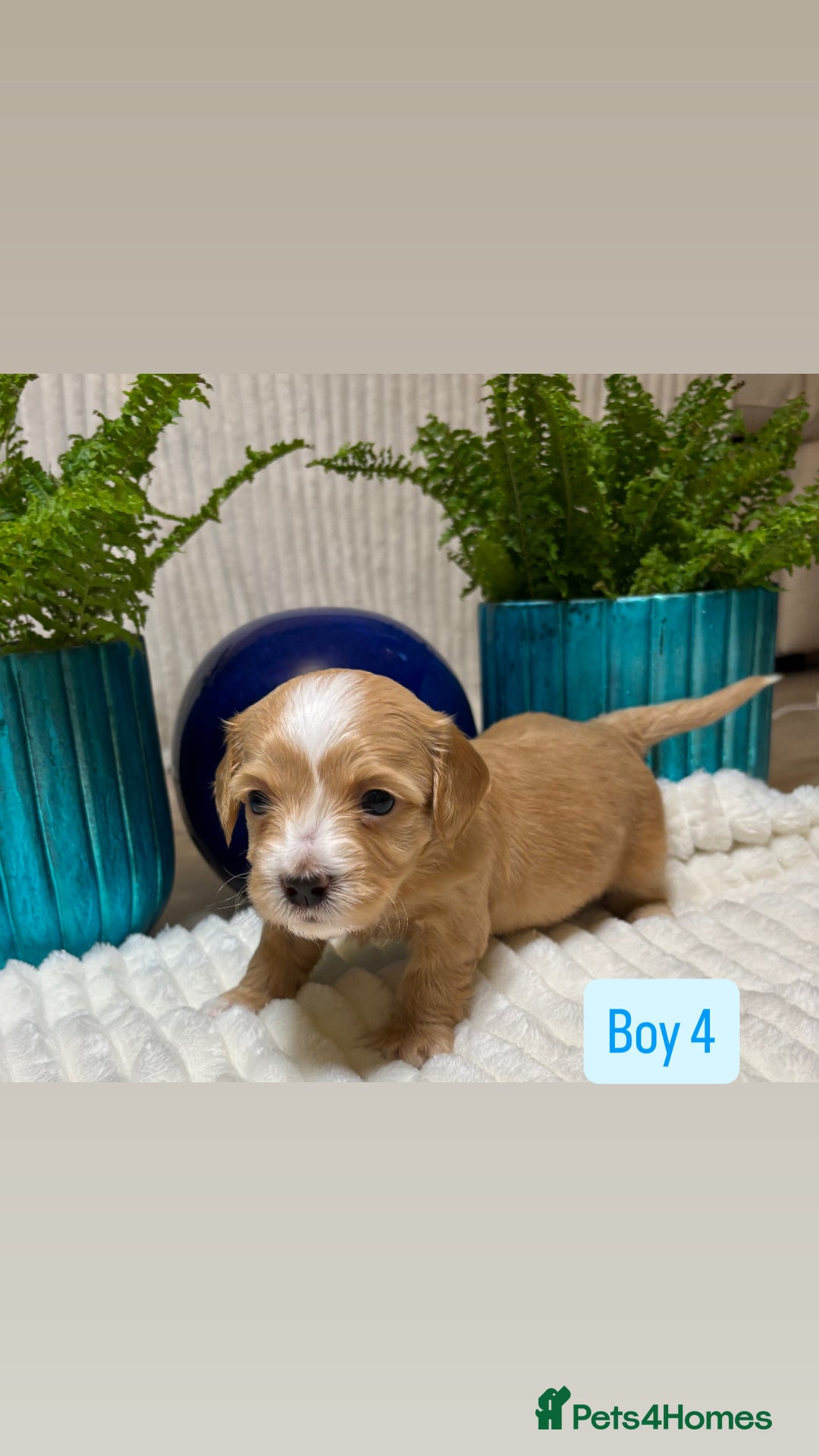 Havanese dogs for sale: 9 Beautiful Havanese Pedigree Puppies  - Advert 13