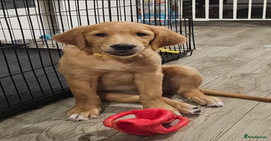 Golden Retriever dogs - Advert 13