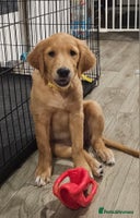 Golden Retriever dogs - Advert 8