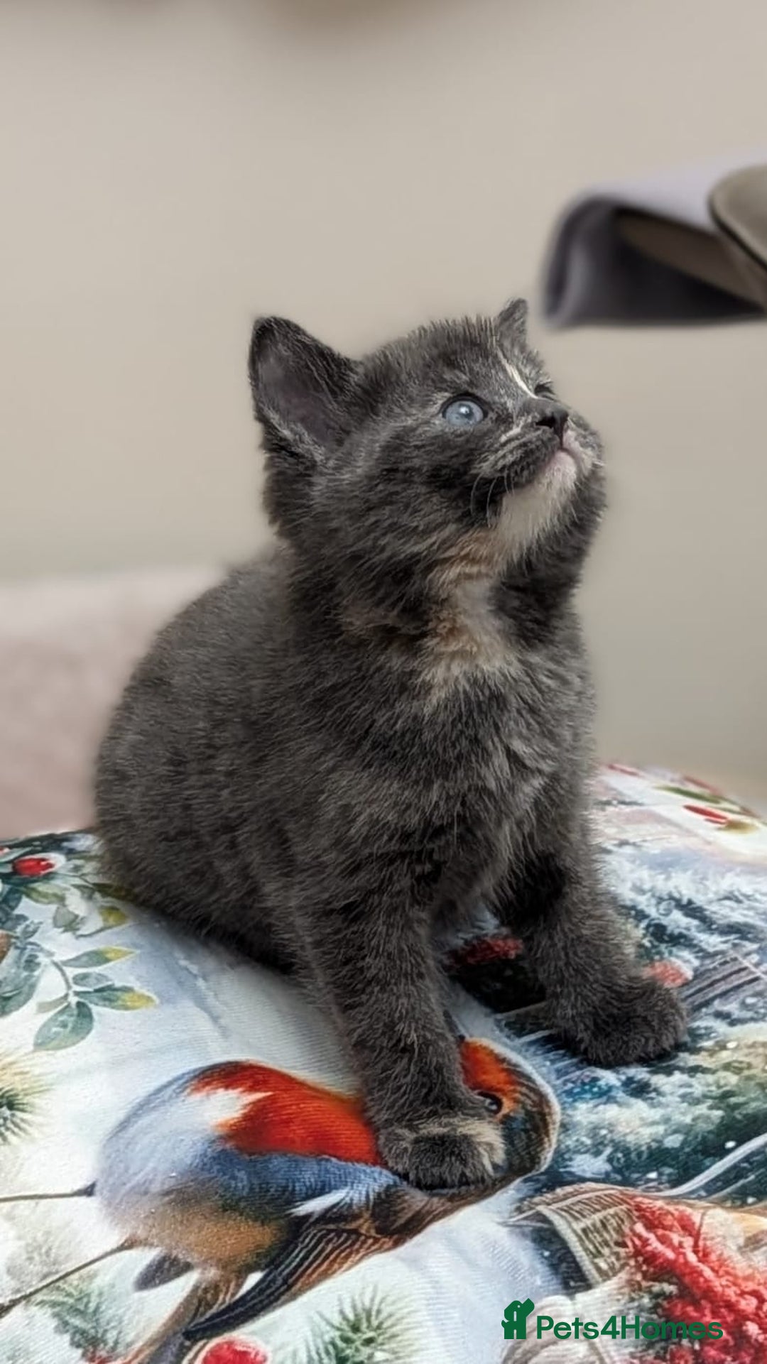 European cats for sale: 4 beautiful kittens for sale - Advert 8