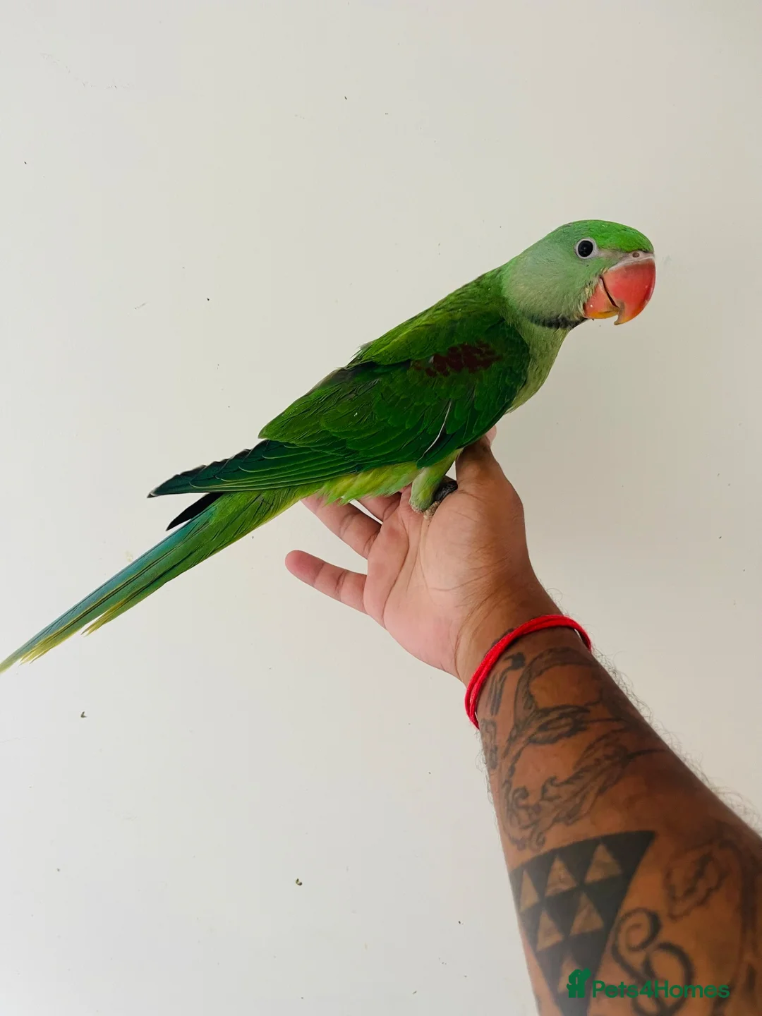 Parrots birds for sale: Hand Reared Alexandrine for sale  - Advert 1