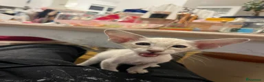 Siamese 2