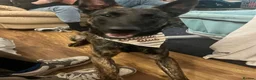 Belgian Shepherd Dog dogs for sale: Bruno , Dutch shepherd  - Advert 3