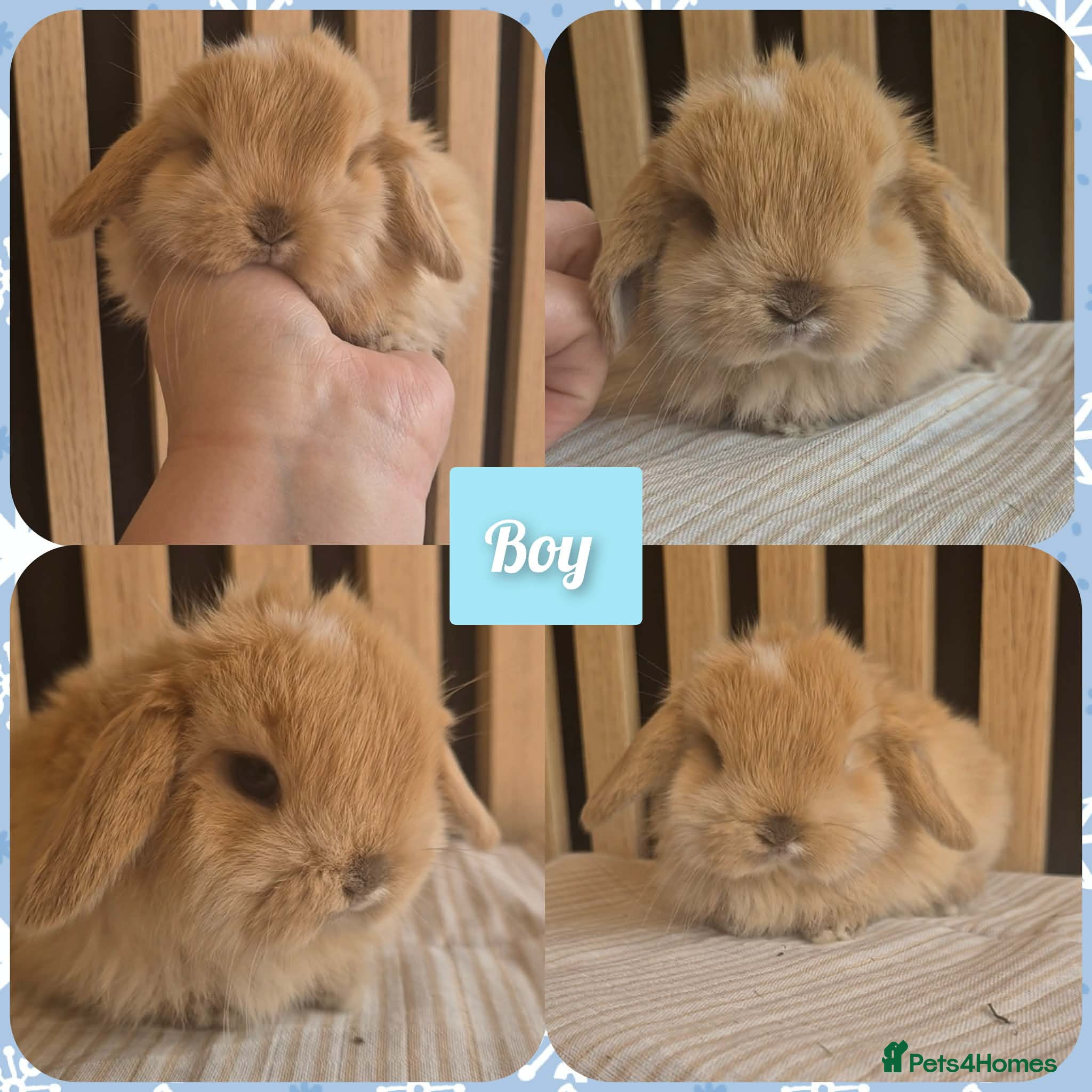 Mini Lop rabbits for sale: Beautiful Mini Lop Babies Ready 14th Apr  - Advert 3