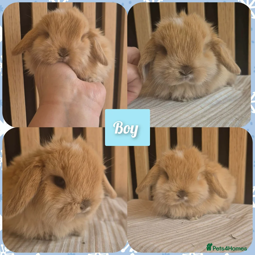 Mini Lop rabbits for sale: Beautiful Mini Lop Babies Ready 14th Apr  - Advert 1