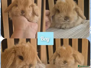 Mini Lop rabbits for sale: Beautiful Mini Lop Babies Ready 14th Apr - Advert 3