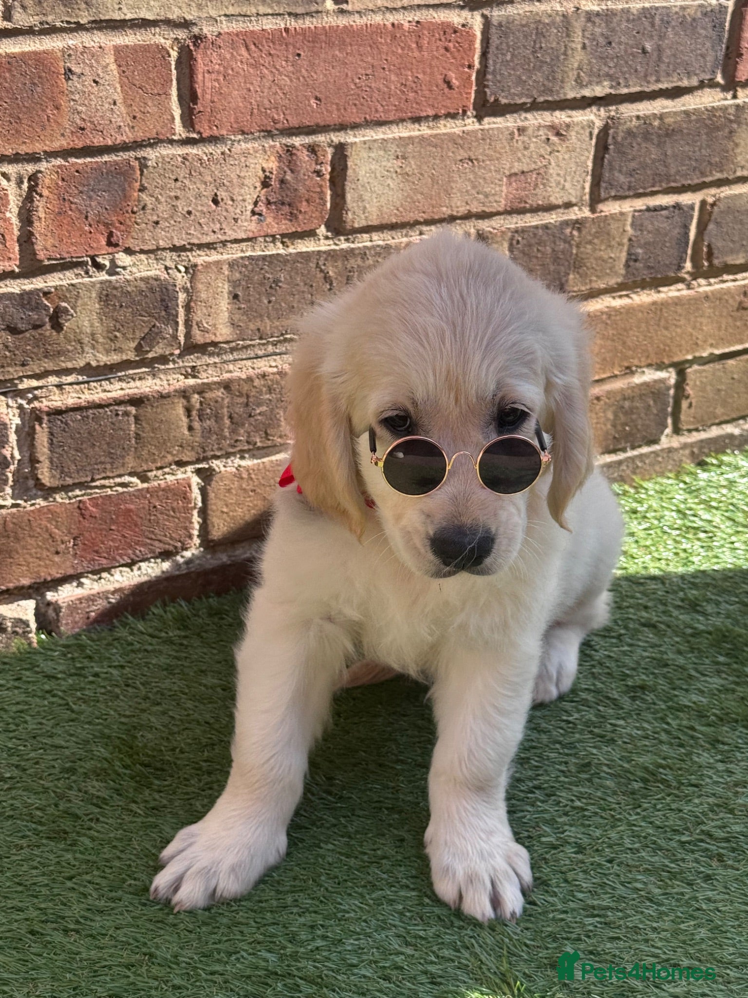 Golden Retriever dogs Beautiful Golden Retriever puppies - Advert 8