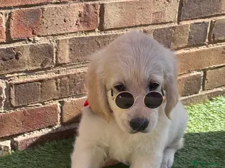 Golden Retriever dogs Beautiful Golden Retriever puppies - Advert 8