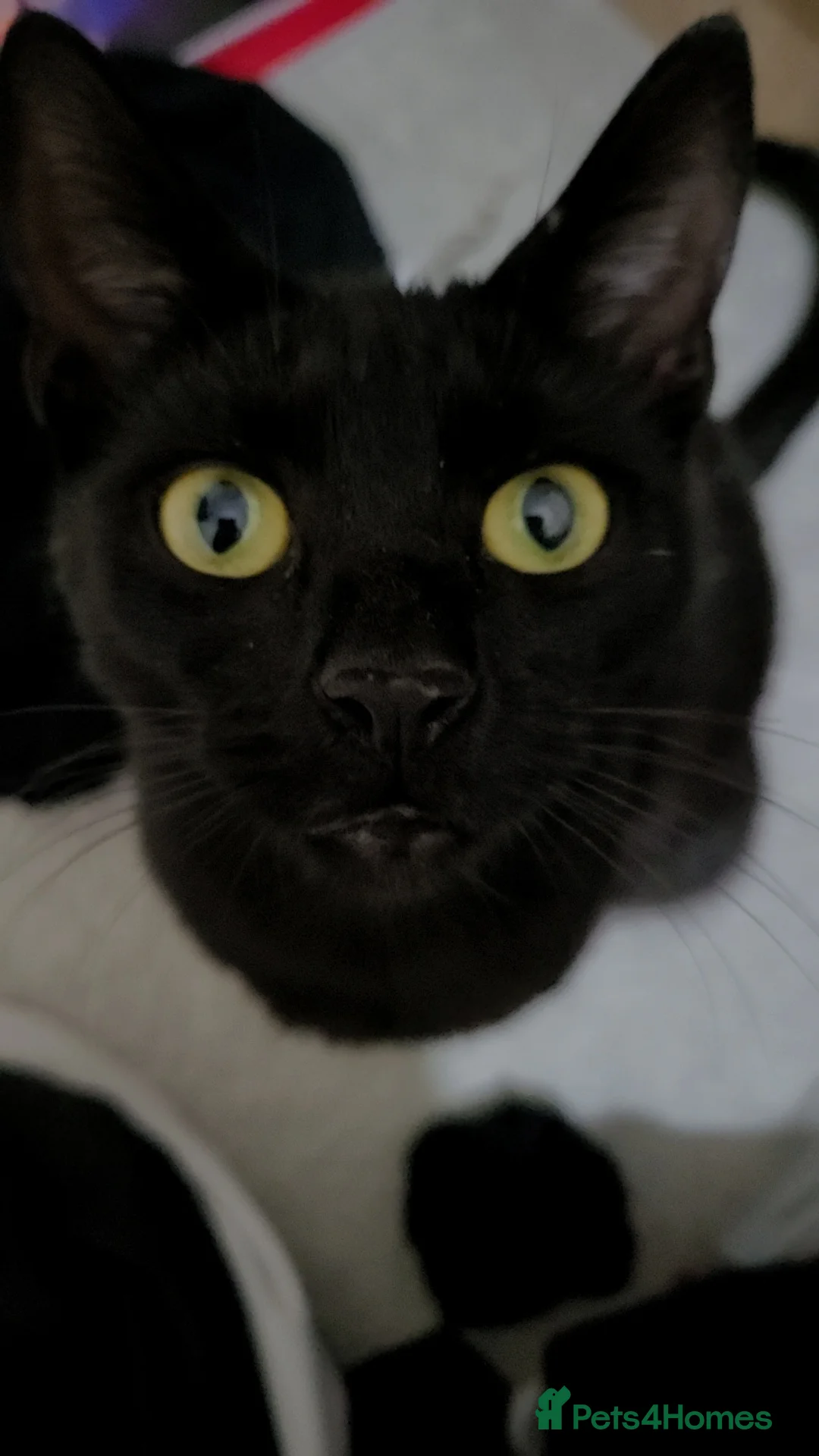 Mixed Breed cats for sale: BEAUTIFUL BLACK CAT  - Advert 7