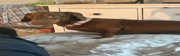 Dachshund dogs for sale: Sweet natured Dachshund 10 months old - Advert 3