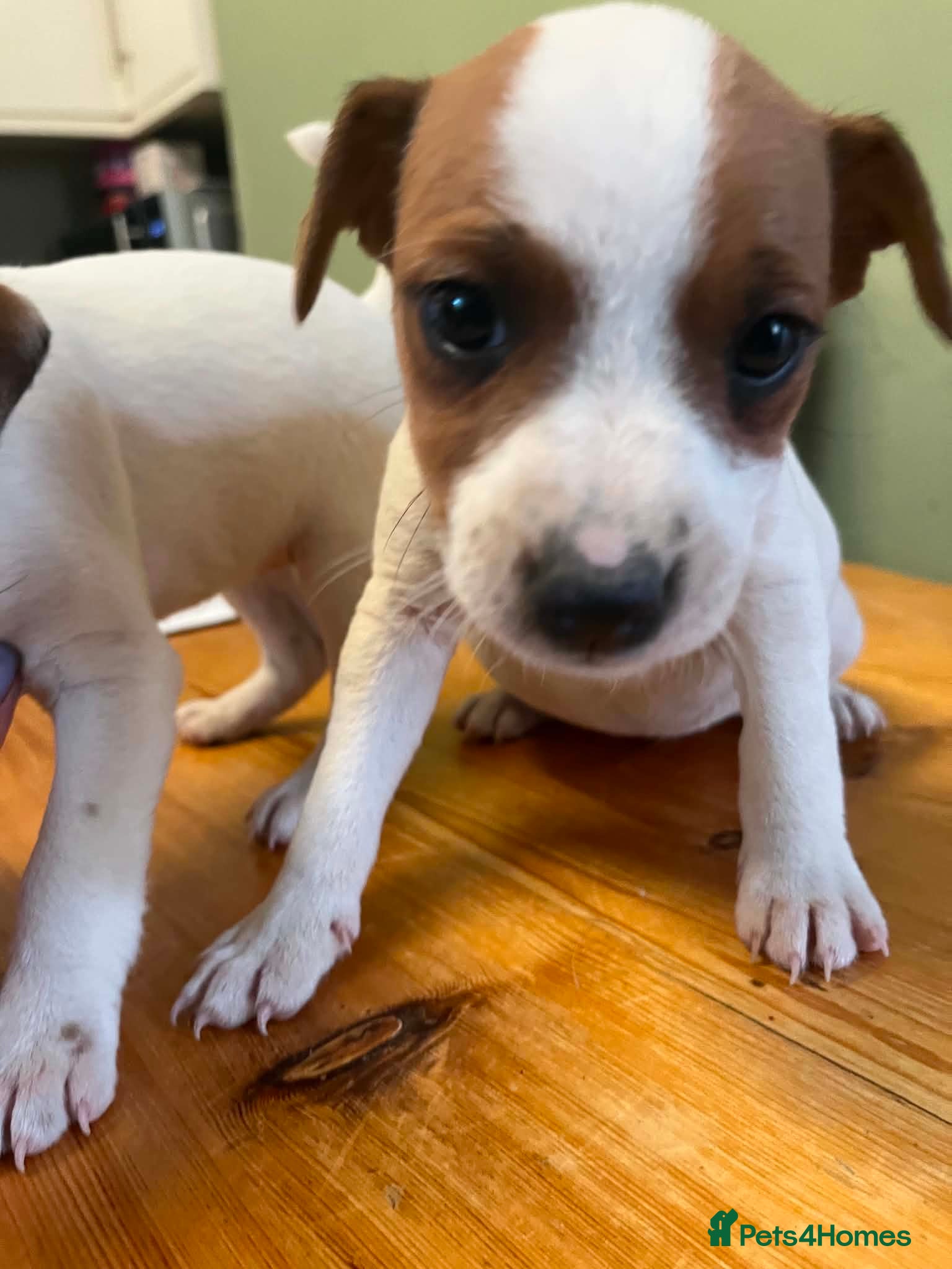 Mixed Breed dogs Jack Russell x Plummer puppies for sale - Advert 1