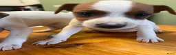 Mixed Breed dogs for sale: Jack Russell x Plummer puppies for sale - Advert 2