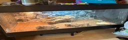 Bearded Dragon reptiles for sale: 3 year old Bearded Dragon with Vivarium included in Derby - Advert 6
