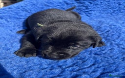 Labrador Retriever dogs for sale: KC reg DNA tested Labrador puppies. - Image 12