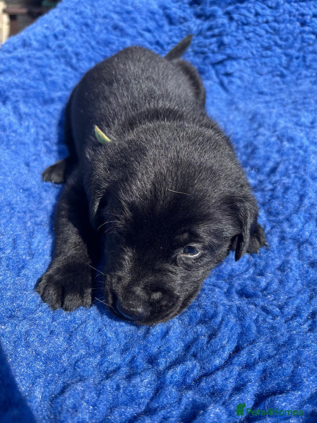 Labrador Retriever dogs for sale: KC reg DNA tested Labrador puppies. - Image 12