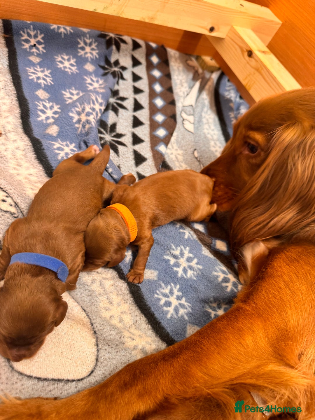 Cockapoo dogs for sale: Beautiful Deep Red Cockerpoo Litter Health Checked - Advert 3