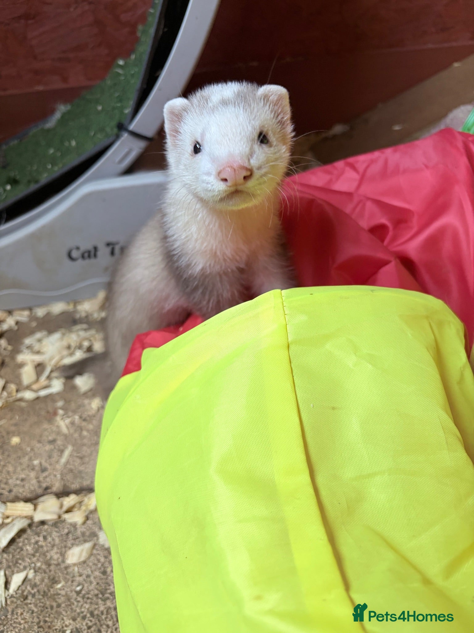 Ferret rodents Part Angora hob ferret new pic and video added - Advert 8