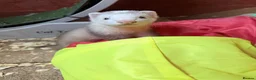 Ferret rodents for sale: Part Angora hob ferret new pic and video added - Advert 2