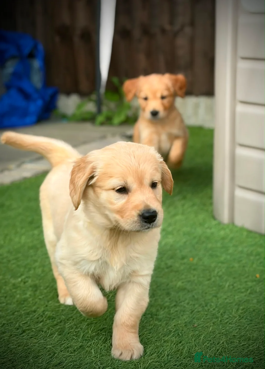 Golden Retriever dogs for sale: Kc registered golden retriever puppies !!! - Advert 1