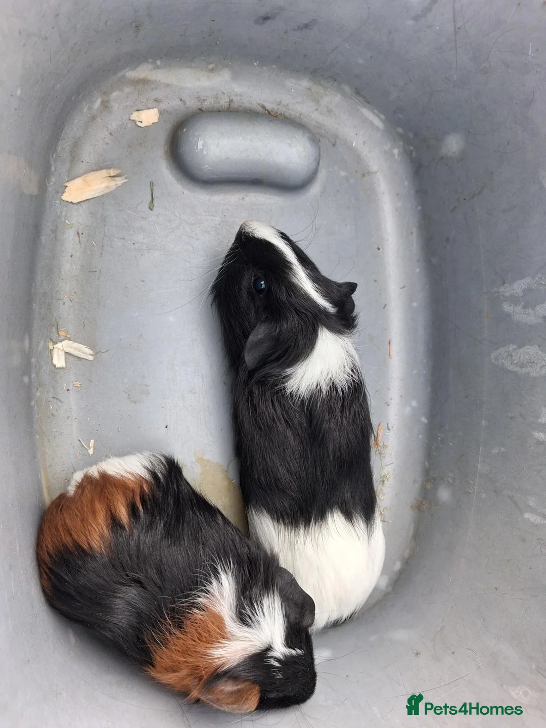 Guinea Pig rodents for sale: Male guniea pigs - Advert 2