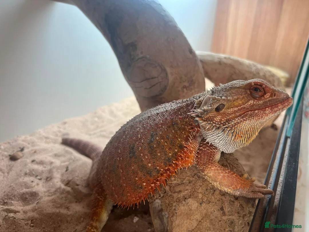Bearded Dragon reptiles for sale: Female bearded dragon comes with enclosure  - Advert 1