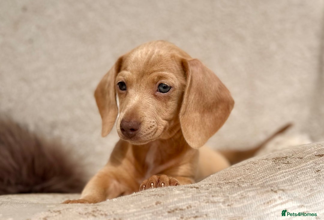 Miniature Dachshund dogs for sale: READY TO LEAVE Rainbow KC Reg Miniature Dachshunds - Image 29