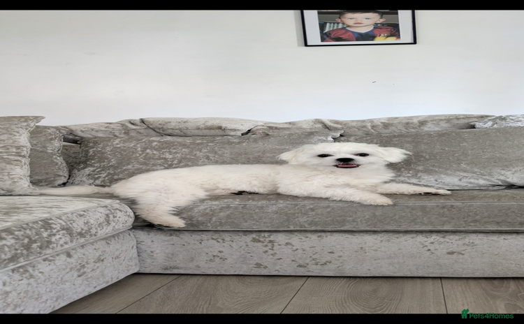 Maltese dogs - Advert 10