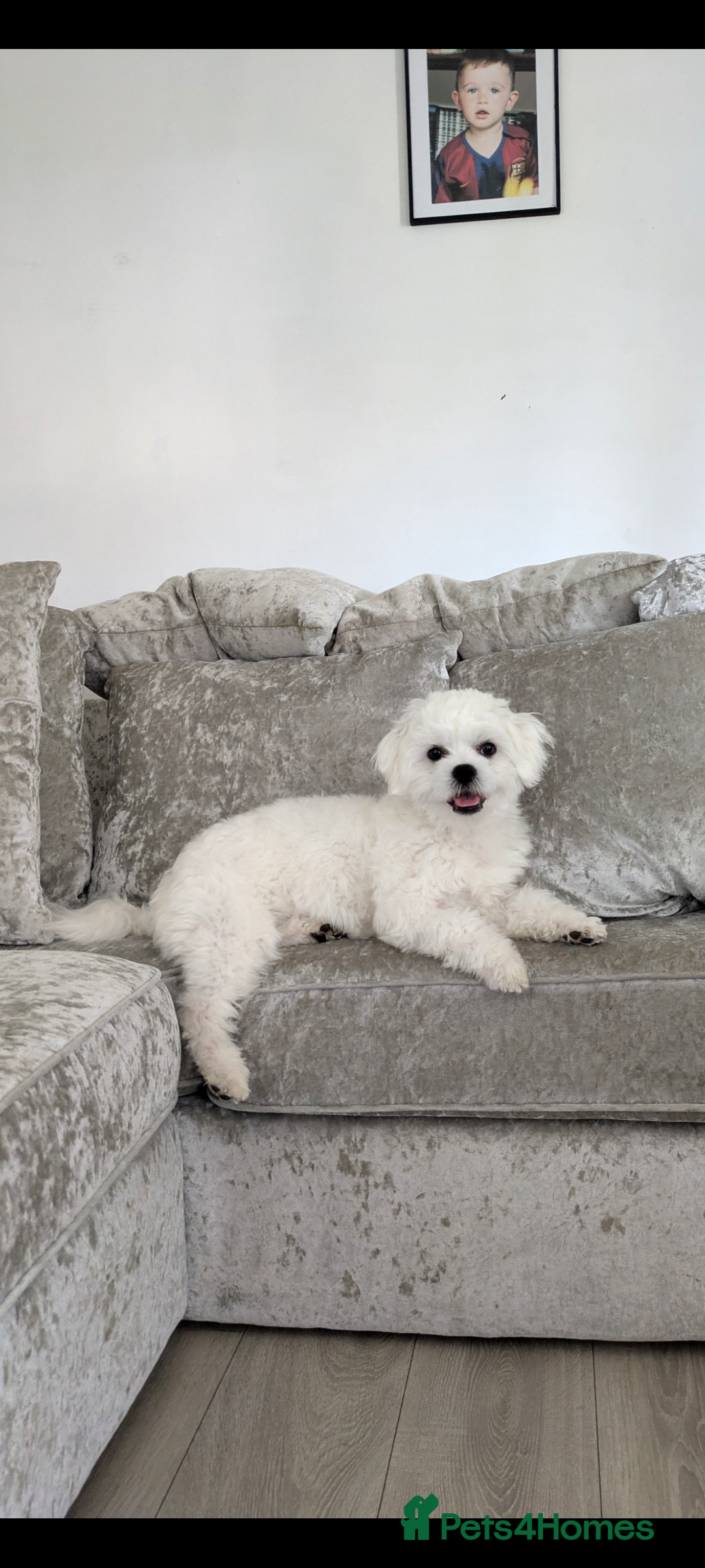 Maltese dogs for stud: "Dog ready for breeding" - Image 1
