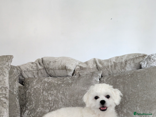 Maltese dogs - Advert 1