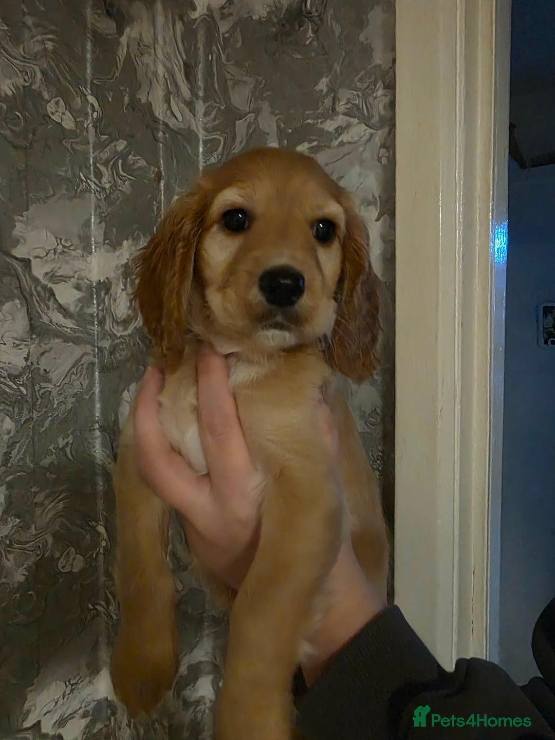 Cockapoo dogs for sale: Cockapoo - Advert 3