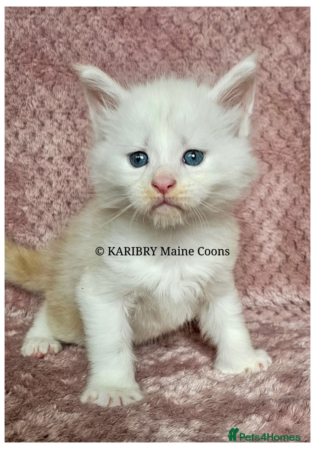 Maine Coon cats for sale: QUALITY TICA Registered Shaded,Shell ACTIVE - Advert 5