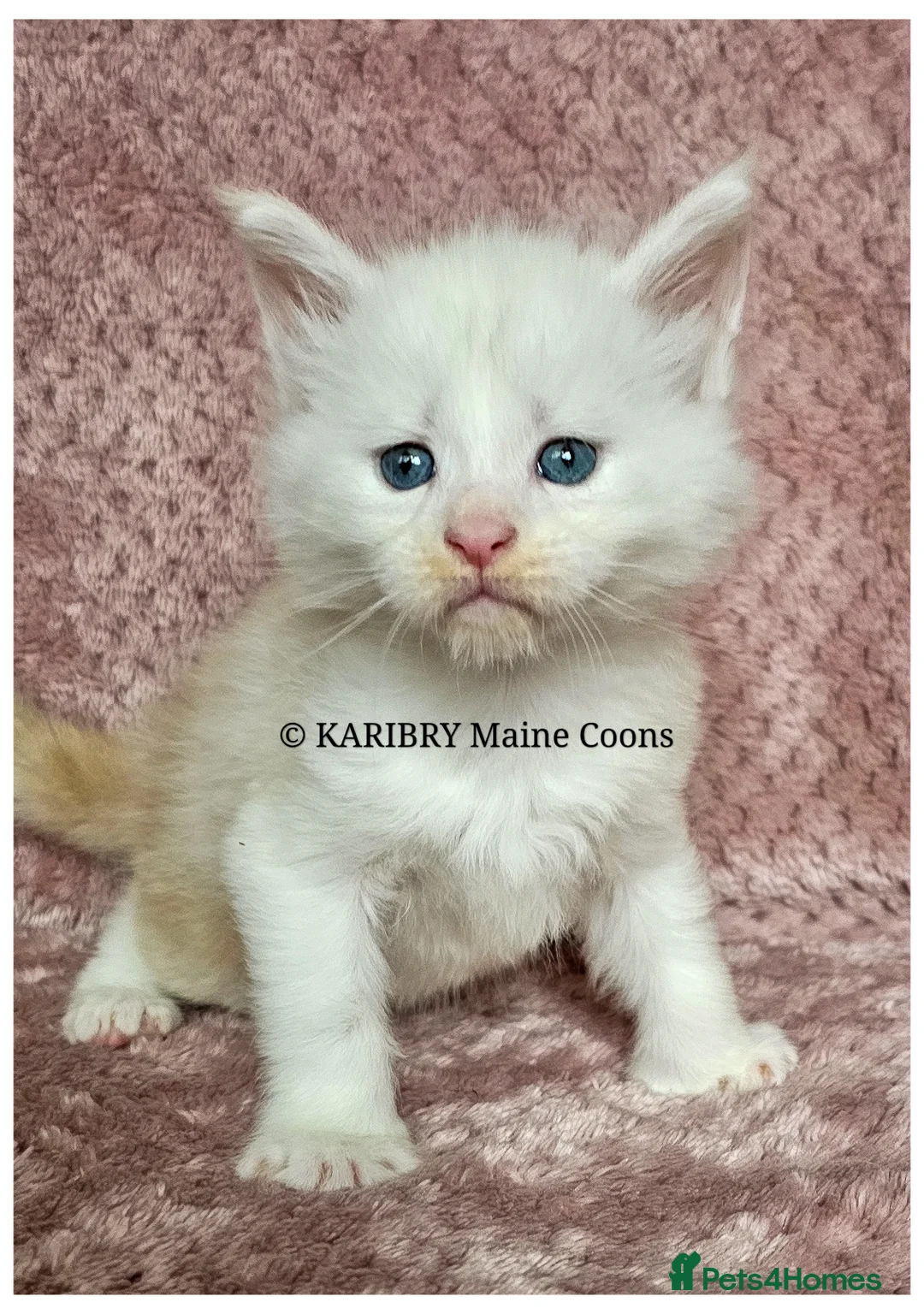 Maine Coon cats for sale: ACTIVE TICA Registered Shaded & Shaded lines - Advert 3