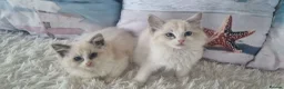 Ragdoll cats for sale: 💕Cute Champion line Ragdolls Kittens 💕 - Advert 15