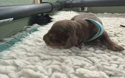 Miniature Dachshund dogs for sale: Miniature dachshund puppies  - Image 17