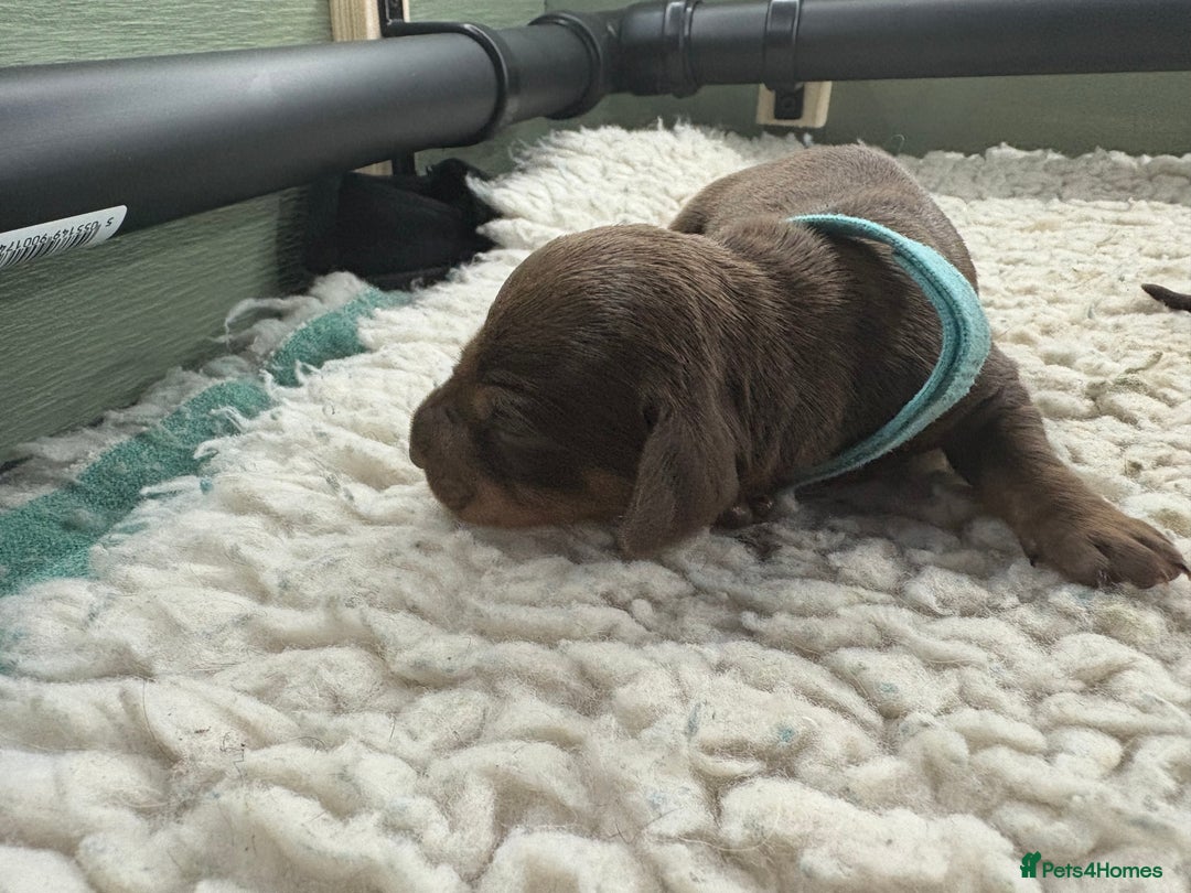 Miniature Dachshund dogs for sale: Miniature dachshund puppies  - Image 17